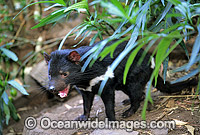 Tasmanian Devil Sarcophilus harrisii Photo - Gary Bell