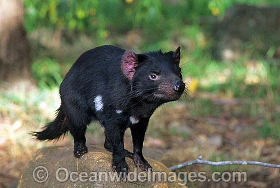 Tasmanian Devil Sarcophilus harrisii photo