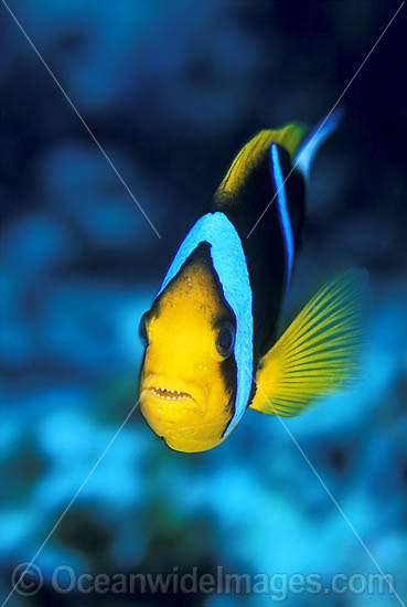 Orange-fin Anemonefish Amphiprion chrysopterus photo Orange-fin Anemonefish Amphiprion chrysopterus photo