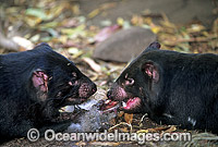 Tasmanian Devils two adults feeding Photo - Gary Bell