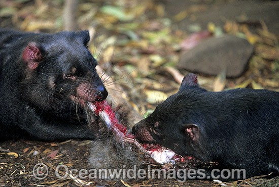 Tasmanian Devils two adults feeding photo