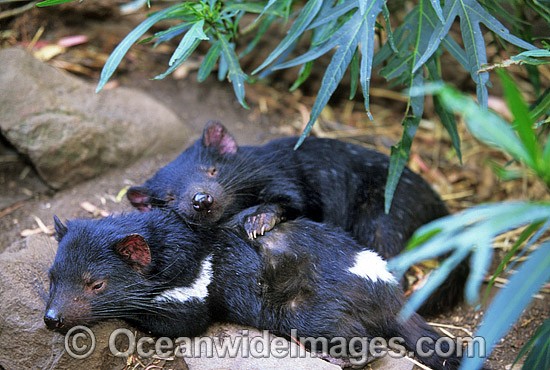 Tasmanian Devils Sarcophilus harrisii photo