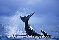 Humpback Whale tail fluke slapping Photo - Gary Bell