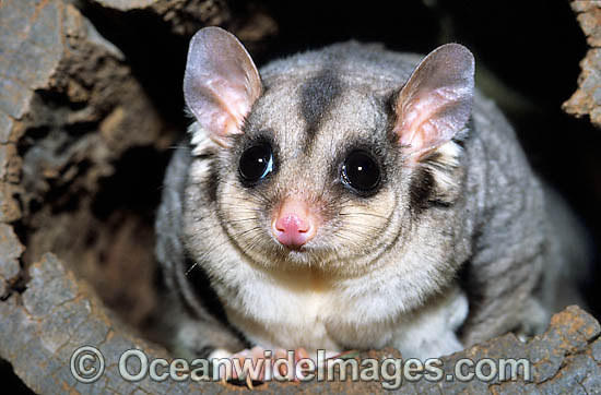 Squirrel Glider Petaurus norfolcensis photo Squirrel Glider Petaurus norfolcensis photo