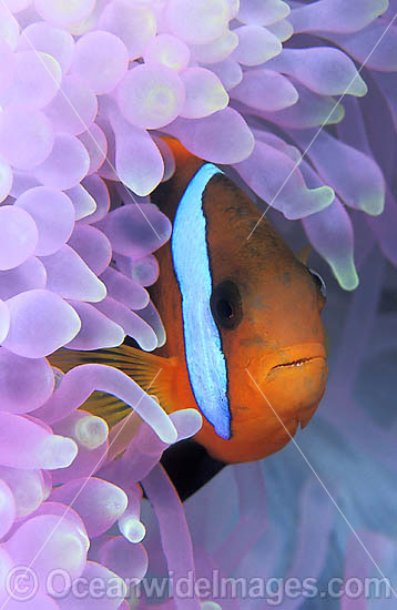 Black Anemonefish (Amphiprion melanopus) amongst anemone tentacles. Great Barrier Reef, Queensland, Australia Photo - Gary Bell