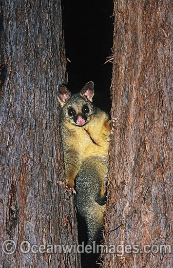 Common Brushtail Possum photo Common Brushtail Possum photo
