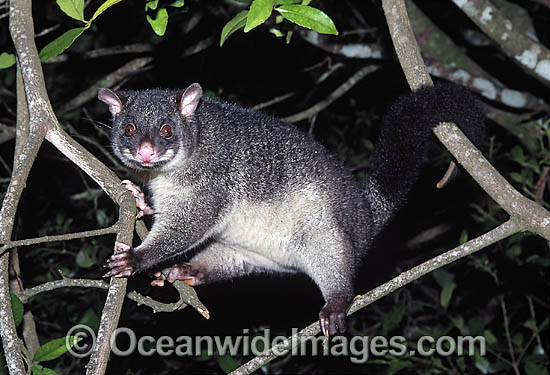 Mountain Brushtail Possum Trichosurus caninus photo