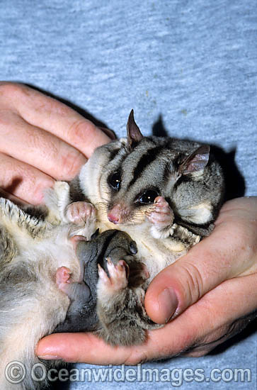 Squirrel Glider (Petaurus norfolcensis) - mother with suckling baby. South East Queensland, Australia. Listed on IUCN Red List as Lower Risk - Near Threatened Photo - Gary Bell