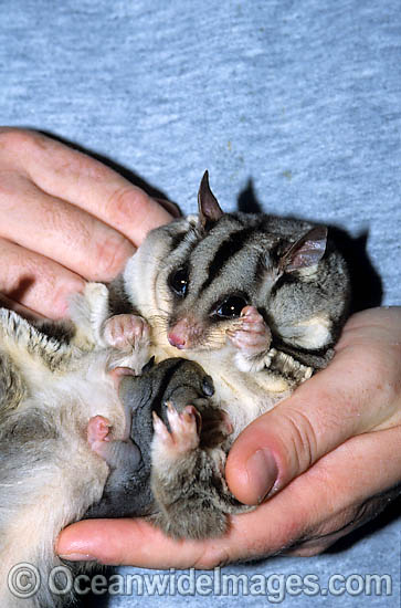 Squirrel Glider mother with baby photo Squirrel Glider mother with baby photo