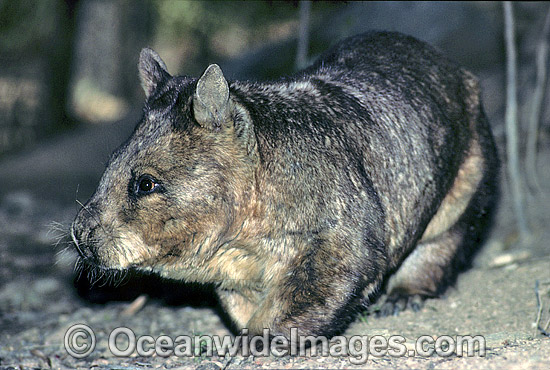 Southern Hairy-nosed Wombat photo Southern Hairy-nosed Wombat photo
