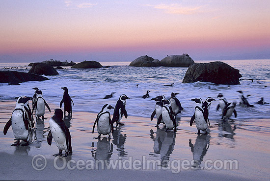 African Penguins (Spheniscus demersus) returning to nesting beach at sunset, after fishing at sea. Also known as Jackass Penguins. Boulder Beach, South Africa Photo - Gary Bell African Penguins (Spheniscus demersus) returning to nesting beach at sunset, after fishing at sea. Also known as Jackass Penguins. Boulder Beach, South Africa Photo - Gary Bell