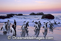 African Penguins Spheniscus demersus Photo - Gary Bell