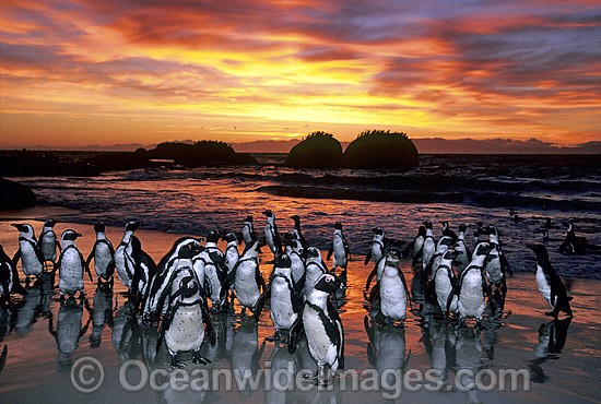 African Penguins (Spheniscus demersus) returning to nesting beach at sunset, after fishing at sea. Also known as Jackass Penguins. Boulder Beach, South Africa Photo - Gary Bell