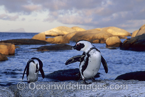 African Penguins (Spheniscus demersus) returning to nesting beach at sunset, after fishing at sea. Also known as Jackass Penguins. Boulder Beach, South Africa Photo - Gary Bell African Penguins (Spheniscus demersus) returning to nesting beach at sunset, after fishing at sea. Also known as Jackass Penguins. Boulder Beach, South Africa Photo - Gary Bell