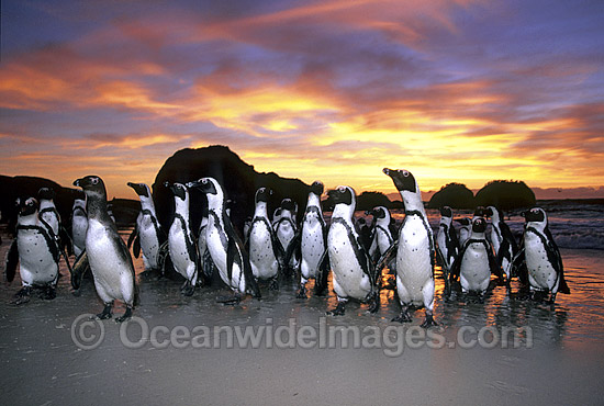 African Penguins Spheniscus demersus photo