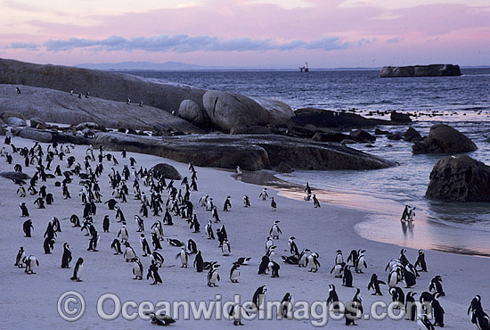 African Penguins (Spheniscus demersus) returning to nesting beach at sunset, after fishing at sea. Also known as Jackass Penguins. Boulder Beach, South Africa Photo - Gary Bell African Penguins (Spheniscus demersus) returning to nesting beach at sunset, after fishing at sea. Also known as Jackass Penguins. Boulder Beach, South Africa Photo - Gary Bell