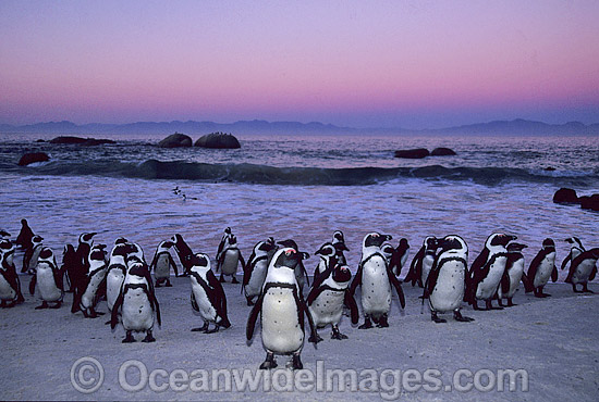 African Penguins (Spheniscus demersus) returning to nesting beach at sunset, after fishing at sea. Also known as Jackass Penguins. Boulder Beach, South Africa Photo - Gary Bell African Penguins (Spheniscus demersus) returning to nesting beach at sunset, after fishing at sea. Also known as Jackass Penguins. Boulder Beach, South Africa Photo - Gary Bell
