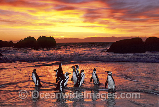 African Penguins (Spheniscus demersus) returning to nesting beach at sunset, after fishing at sea. Also known as Jackass Penguins. Boulder Beach, South Africa Photo - Gary Bell