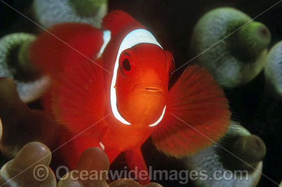 Spine-cheek Anemonefish (Premnas biaculeatus) amongst anemone tentacles. Also known as Tomato Clownfish. Great Barrier Reef, Queensland, Australia Photo - Gary Bell Spine-cheek Anemonefish (Premnas biaculeatus) amongst anemone tentacles. Also known as Tomato Clownfish. Great Barrier Reef, Queensland, Australia Photo - Gary Bell