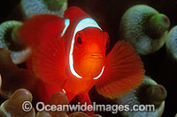 Premnas biaculeatus Tomato Clownfish Photo - Gary Bell