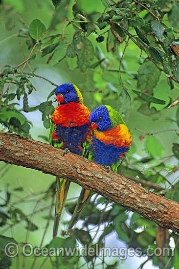 Pair of Rainbow Lorikeets photo