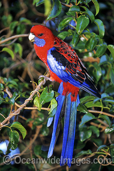 Crimson Rosella (Platycercus elegans). Lamington National Park, Queensland, Australia Photo - Gary Bell Crimson Rosella (Platycercus elegans). Lamington National Park, Queensland, Australia Photo - Gary Bell