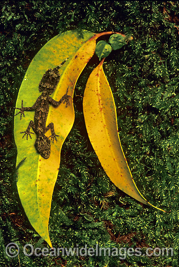 Leaf-tailed Gecko (Saltuarius swaini) on eucalypt gum leaves. Coffs Harbour, New South Wales, Australia Photo - Gary Bell Leaf-tailed Gecko (Saltuarius swaini) on eucalypt gum leaves. Coffs Harbour, New South Wales, Australia Photo - Gary Bell