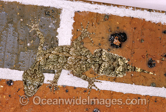 Leaf-tailed Gecko on brick wall photo