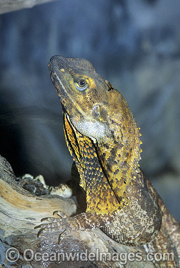 Frilled Lizard (Chlamydosaurus kingii) - resting posture. Also known as Frilled-neck Lizard. North Queensland, Australia Photo - Gary Bell