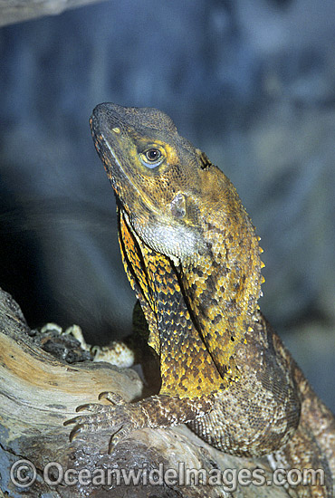 Frilled-neck Lizard Chlamydosaurus kingii photo