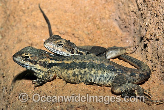 Tawny Dragons Ctenophorus decresii photo