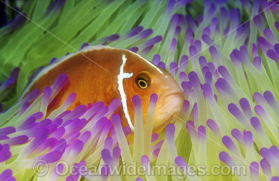 Pink Anemonefish (Amphiprion perideraion) amongst anemone tentacles. Great Barrier Reef, Queensland, Australia Photo - Gary Bell Pink Anemonefish (Amphiprion perideraion) amongst anemone tentacles. Great Barrier Reef, Queensland, Australia Photo - Gary Bell