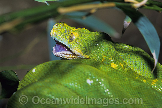 Green Python photo