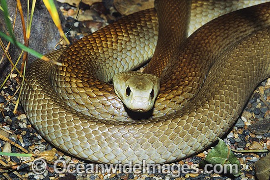 Coastal Taipan (Oxyuranus scutellatus). Eastern Queensland, Australia. Extremely venomous and dangerous snake. Can deliver muliple fatal bites in rapid succession. Photo - Gary Bell