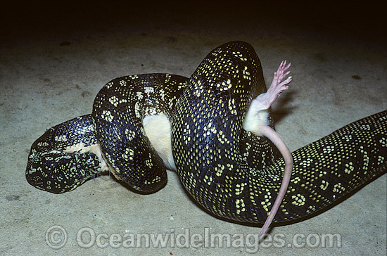 Diamond Python feeding on captured rat photo Diamond Python feeding on captured rat photo