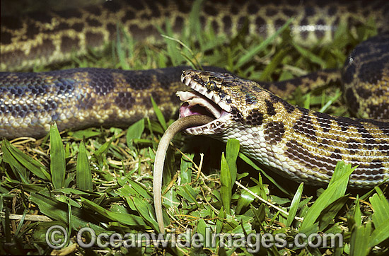 Spotted Python (Antaresia maculosus) - feeding on a captured rat. Also known as Children's Python. Eastern Queensland, Australia. Non-venomous snake. Photo - Gary Bell Spotted Python (Antaresia maculosus) - feeding on a captured rat. Also known as Children's Python. Eastern Queensland, Australia. Non-venomous snake. Photo - Gary Bell