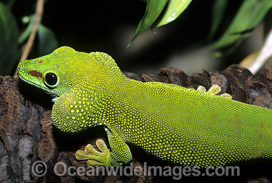 Madagascan Giant Day Gecko photo Madagascan Giant Day Gecko photo