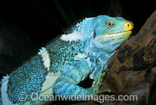 Fijian Crested Iguana (Brachylophus vitiensis). Fijian Islands. Critically endangered. Photo - Gary Bell Fijian Crested Iguana (Brachylophus vitiensis). Fijian Islands. Critically endangered. Photo - Gary Bell