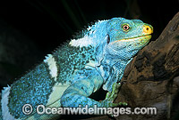 Fijian Crested Iguana Photo - Gary Bell