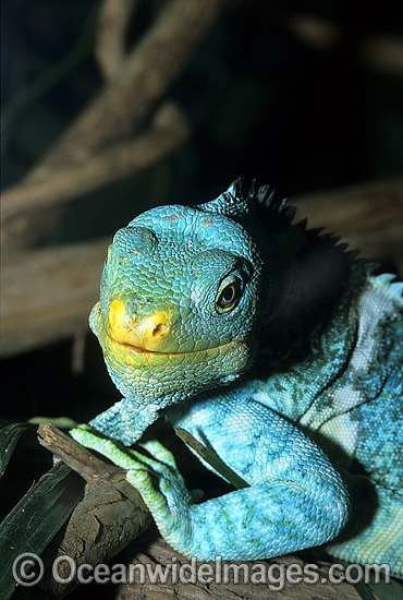 Fijian Crested Iguana (Brachylophus vitiensis). Fijian Islands. Critically endangered. Photo - Gary Bell Fijian Crested Iguana (Brachylophus vitiensis). Fijian Islands. Critically endangered. Photo - Gary Bell