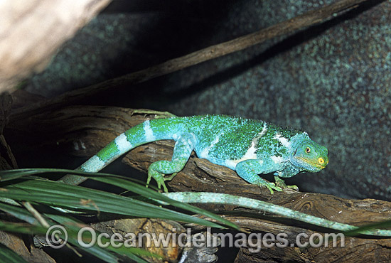 Fijian Crested Iguana (Brachylophus vitiensis). Fijian Islands. Critically endangered. Photo - Gary Bell Fijian Crested Iguana (Brachylophus vitiensis). Fijian Islands. Critically endangered. Photo - Gary Bell