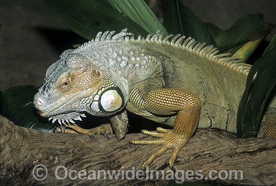 Common Iguana (Iguana Iguana). Also known as Green Iguana. Central and South America Photo - Gary Bell