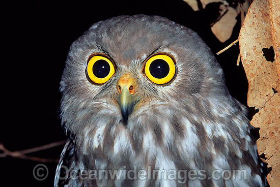 Barking Owl (Ninox connivens). Eastern Australia Photo - Gary Bell