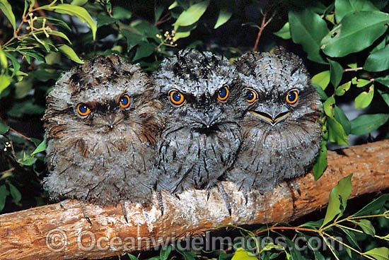 Tawny Frogmouth hatchlings on branch photo