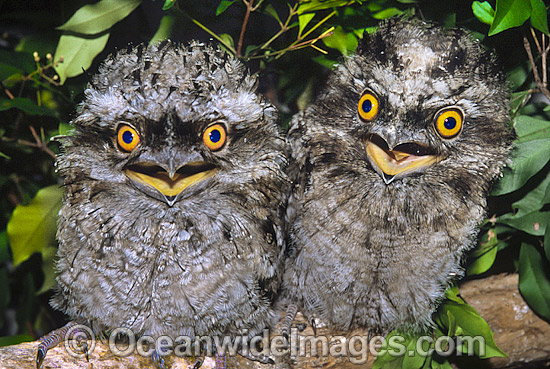 Tawny Frogmouth (Podargus strigoides) - hatchlings perched on a branch. Coffs Harbour, New South Wales, Australia Photo - Gary Bell Tawny Frogmouth (Podargus strigoides) - hatchlings perched on a branch. Coffs Harbour, New South Wales, Australia Photo - Gary Bell