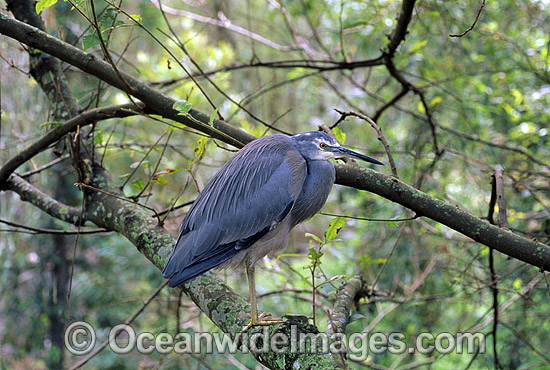 White-faced Heron photo