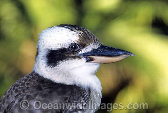 Kingfisher Dacelo noaeguineae photo