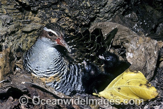 Buff-Banded Rail with chicks photo