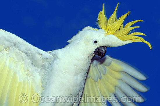 Sulphur-crested Cockatoo photo