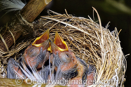 Capricorn Silvereye photo